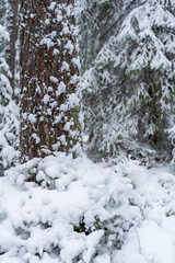 Close up of a tree trunk covered with fresh snow in a quiet winter forest, soft white snowdrifts at the base and frosty evergreen branches in the background, serene cold weather woodland landscape.