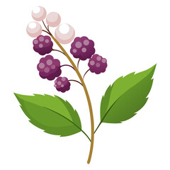 baneberry alaska  on white background