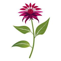 bee balm petite wonder flower vector isolated 