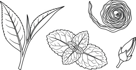 Line art vector set of 5 Tea Leaves shapes fresh tea leaf dried tea curl mint leaf and tea bud