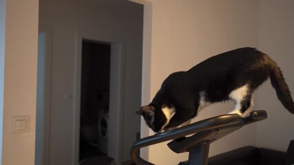 Black and white cat sitting on stationary exercise bike, funny pet moment in home or gym interior, playful domestic animal lifestyle, humorous fitness and pet concept