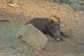  Wild boar laying on the ground in the forest - Sus scrofa 