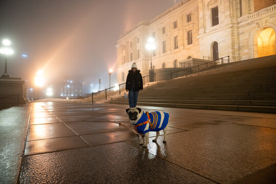 Adorable cute pug, photoshoot of a pet in front of Minnesota State Capitol 