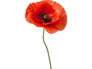 Vibrant red poppy flower on black background