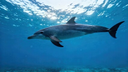 Naklejka premium Bottlenose dolphin swimming horizontally through deep blue ocean water with sun rays beaming down from the surface.