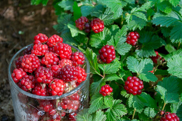 Fresh arctic raspberry (Rubus arcticus) harvested in the garden © Oleh