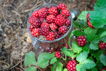 Fresh arctic raspberry (Rubus arcticus) harvested in the garden