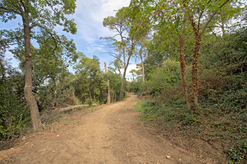 Fototapeta premium Sunny forest path in Serra de Collserola mountain range near Barcelona, Catalonia, Spain 