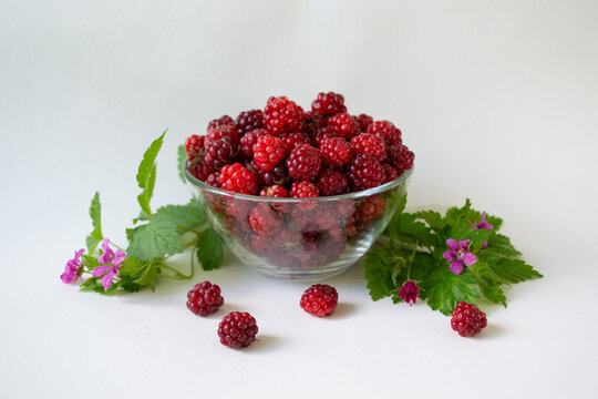Fresh arctic raspberry (Rubus arcticus) berries in glass bowl with leaves and flowers on white background
