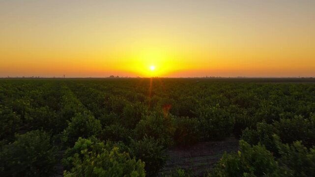 Early morning sunrise over a citrus orchard, with sunlight reflecting across rows of trees. 
