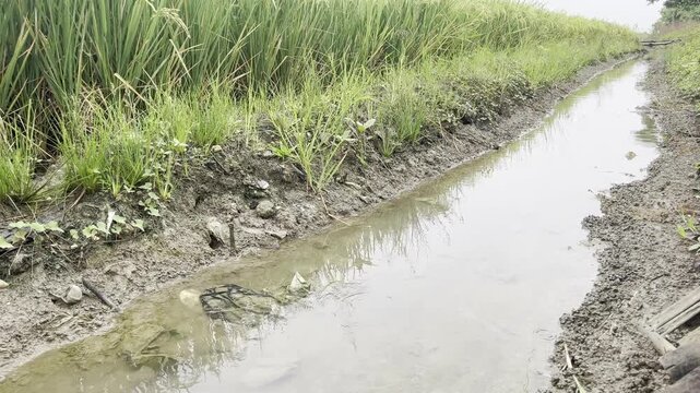 Irrigation Ditch in Green Rice Paddy Field