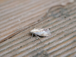 Wachsmotte auf Holzdiele