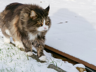 Kater getigert - Maine Coon
