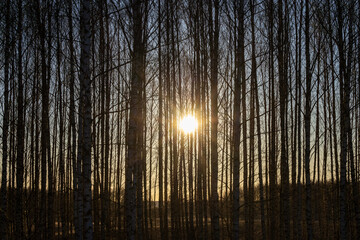 Uppsala, Sweden A stand of birch trees during a winter sunset.