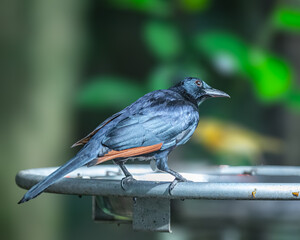 Red Winged Starling