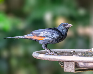 Red Winged Starling