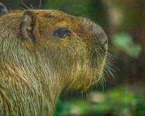 Capybara