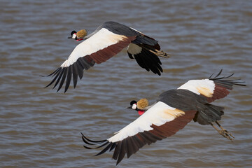 Fototapeta premium Grey Crowned Cranes (Balearica regulorum) in South Luangwa National Park, Zambia