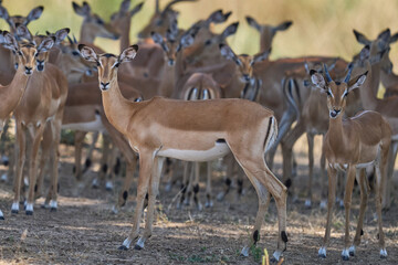 Large group of Impala (Aepyceros melampus) sheltering under a tree in South Luangwa National Park, Zambia