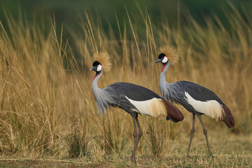Fototapeta premium Grey Crowned Cranes (Balearica regulorum) in South Luangwa National Park, Zambia