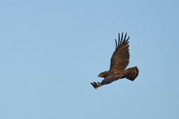 Obraz premium Western Banded Snake-eagle (Circaetus cinerascens) in flight in South Luangwa National Park, Zambia