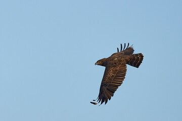 Obraz premium Western Banded Snake-eagle (Circaetus cinerascens) in flight in South Luangwa National Park, Zambia
