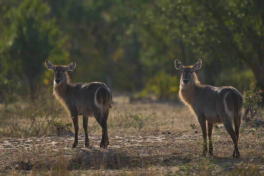 Waterbuck (Kobus ellipsiprymnus) in a wooded area of South Luangwa National Park, Zambia