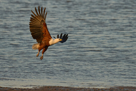 African Fish-Eagle (Icthyophaga vocifer) flying low over the Luangwa River in South Luangwa National Park, Zambia