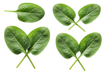 Close-up of fresh, vibrant green spinach leaves with healthy stems and intricate veins, crisp texture on transparent with soft shadows and copy space, photorealistic healthy eating concept