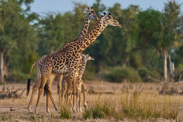 Obraz premium Group of Thornicroft giraffe (Giraffa camelopardalis thornicrofti) with young in South Luangwa National Park, Zambia