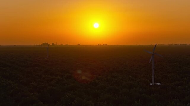 Early morning sunrise over a citrus orchard, with sunlight reflecting across rows of trees. 