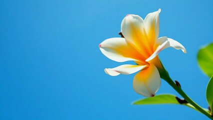 Plumeria Flower Against Clear Blue Sky. Generative AI. 