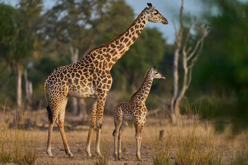 Fototapeta premium Group of Thornicroft giraffe (Giraffa camelopardalis thornicrofti) with young in South Luangwa National Park, Zambia