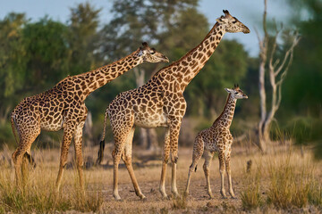 Group of Thornicroft giraffe (Giraffa camelopardalis thornicrofti) with young in South Luangwa National Park, Zambia © JeremyRichards