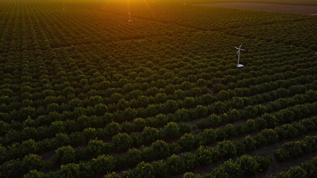 Early morning sunrise over a citrus orchard, with sunlight reflecting across rows of trees. 