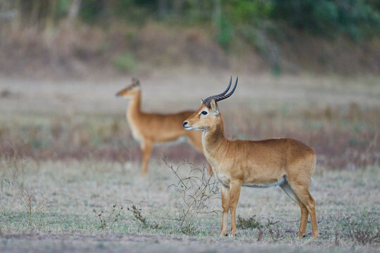 Male Puku (Kobus vardoni) in South Luangwa National Park, Zambia
