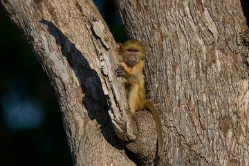 Group of young Yellow Baboon (Papio cynocephalus) playing in a tree in South Luangwa National Park, Zambia