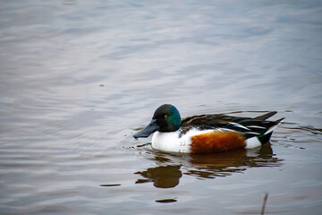 Obraz premium A male Northern Shoveler duck on the lake at Rushcliffe Country Park in Nottingham, UK.