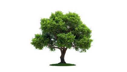 A large green tree on transparent background