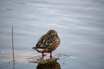 A female Northern Shoveler duck on the lake at Rushcliffe Country Park in Nottingham, UK.