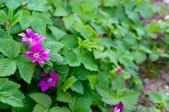 Blooming arctic raspberry (Rubus arcticus) with pink flowers and green leaves