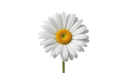 A white daisy flower on transparent background