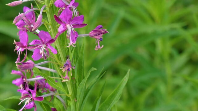 Footage capturing the intricate details of a Fireweed (Rosebay Willowherb) flower spike with lush green foliage in the background. The scene is set in the natural, wild landscape of the Southern Urals