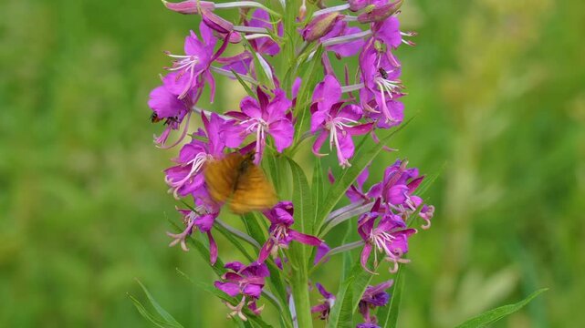A detailed, eye-level close-up shot captures an orange fritillary butterfly with black spots perched delicately on the vivid magenta-pink flowers of a fireweed (Chamaenerion angustifolium or Epilobium