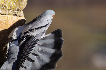 A dove sits on a castle tower in the sun, spreading its feathers