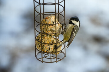 Coal tit (Periparus ater) at a bird feeder with fat balls. It is the smallest species of tit in Central Europe. Its characteristic features are its black head with white cheeks and a striking white pa