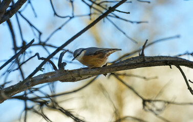 Close-up of a nuthatch (Sitta europaea) on a branch in its natural environment.