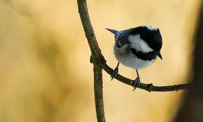 Coal tit (Periparus ater) on a branch. It is the smallest tit species in Central Europe. Characteristic features include its black head with white cheeks