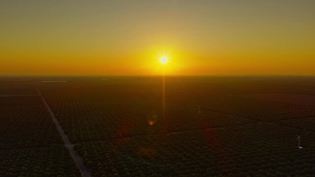 Early morning sunrise over a citrus orchard, with sunlight reflecting across rows of trees. 