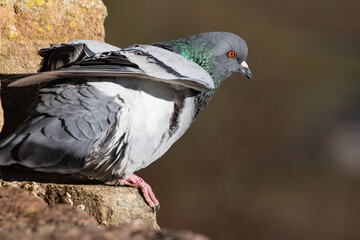 A pigeon sits on a castle tower in the sun and raises its wings